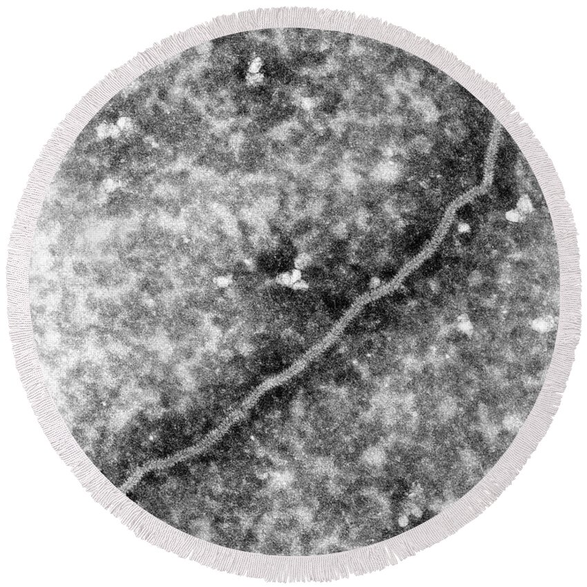 Tem Round Beach Towel featuring the photograph Nipah Virus by Science Source