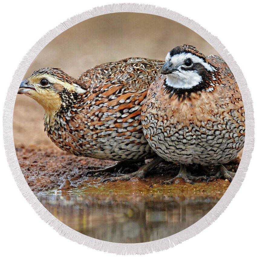 Northern Bobwhite Round Beach Towel featuring the photograph Northern Bobwhite Pair by Dave Mills