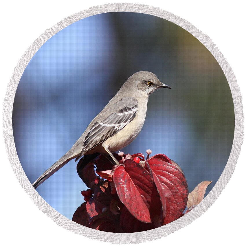 Northern Mockingbird Round Beach Towel featuring the photograph Northern Mockingbird - Blue and Red by Travis Truelove