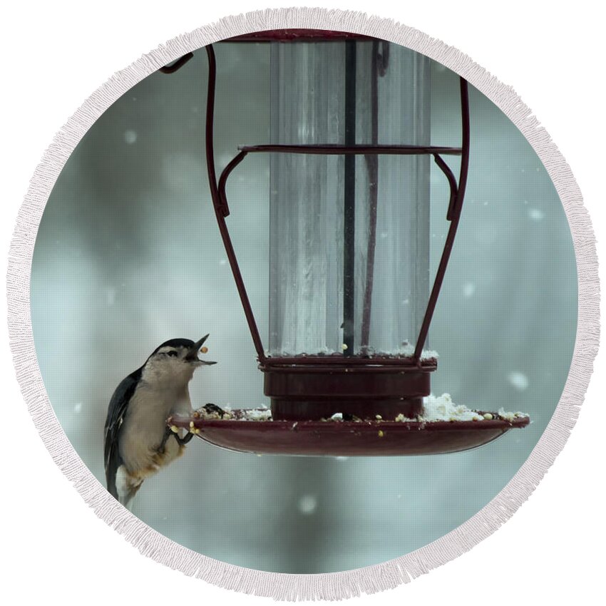 Bird Round Beach Towel featuring the photograph Nuthatch Catch by Bill and Linda Tiepelman
