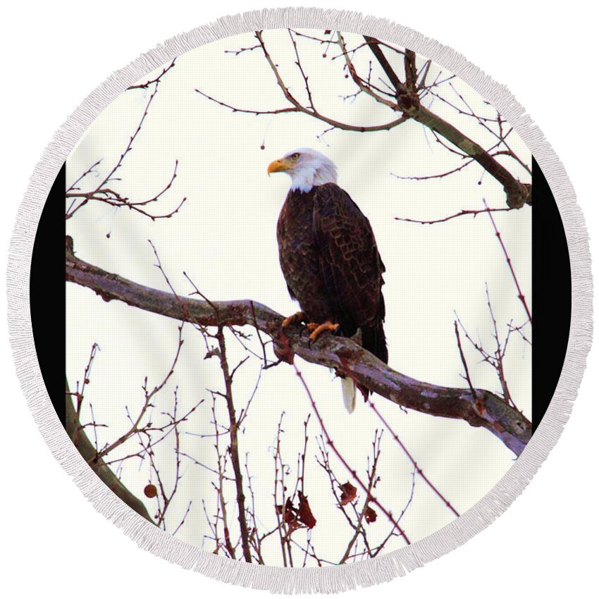 American Bald Eagle Round Beach Towel featuring the photograph 'One American Bald Eagle' by PJQandFriends Photography