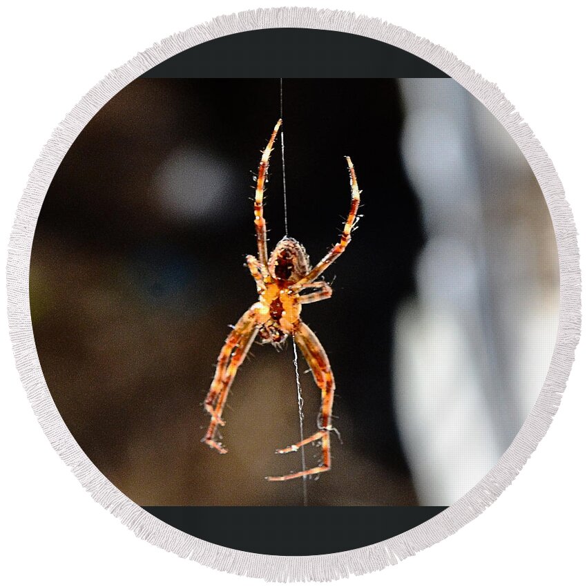 Spider Round Beach Towel featuring the photograph Orange Spider by Chriss Pagani