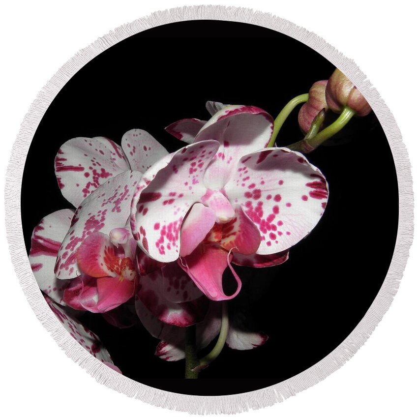 Orchid Round Beach Towel featuring the photograph Orchid beauties by Kim Galluzzo