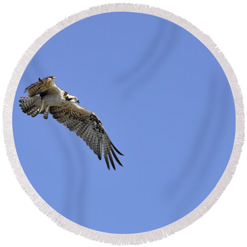 Osprey Round Beach Towel featuring the photograph Osprey in Flight by CM Stonebridge