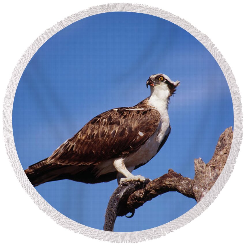 Osprey Round Beach Towel featuring the photograph Osprey with fish by Bradford Martin