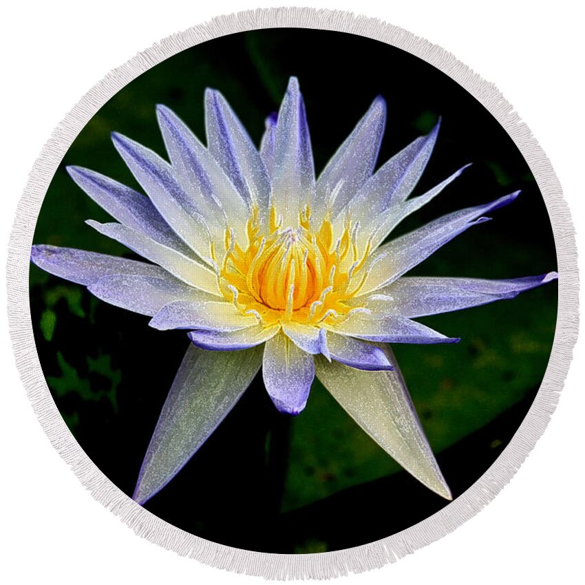 Flowers Round Beach Towel featuring the photograph Painted Lily and Pads by Steve McKinzie