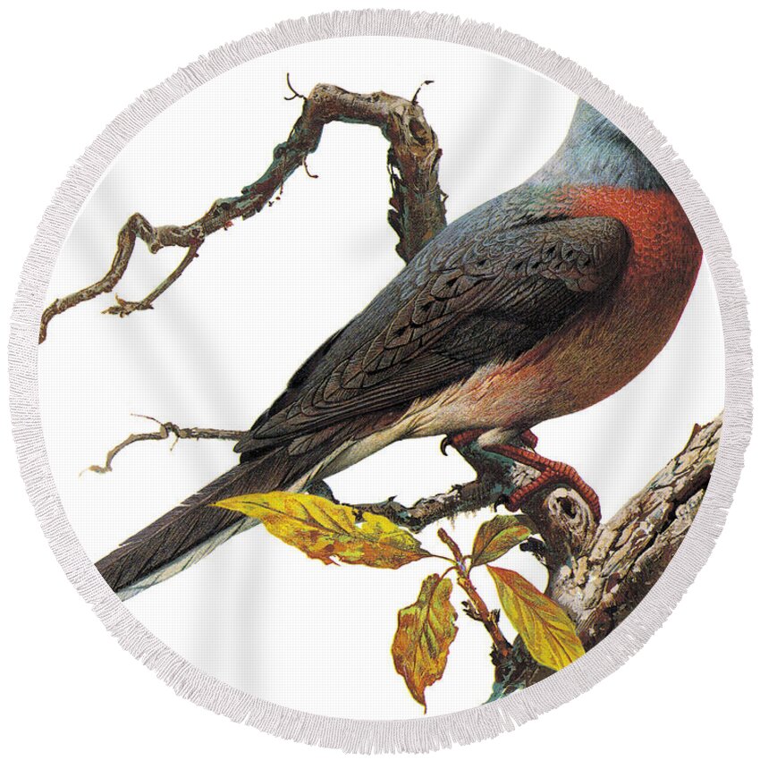 Nature Round Beach Towel featuring the photograph Passenger Pigeon by Photo Researchers