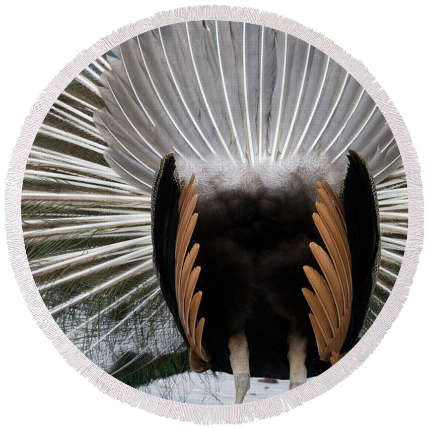 Bird Round Beach Towel featuring the photograph Peacock Turned Around by Ed Gleichman