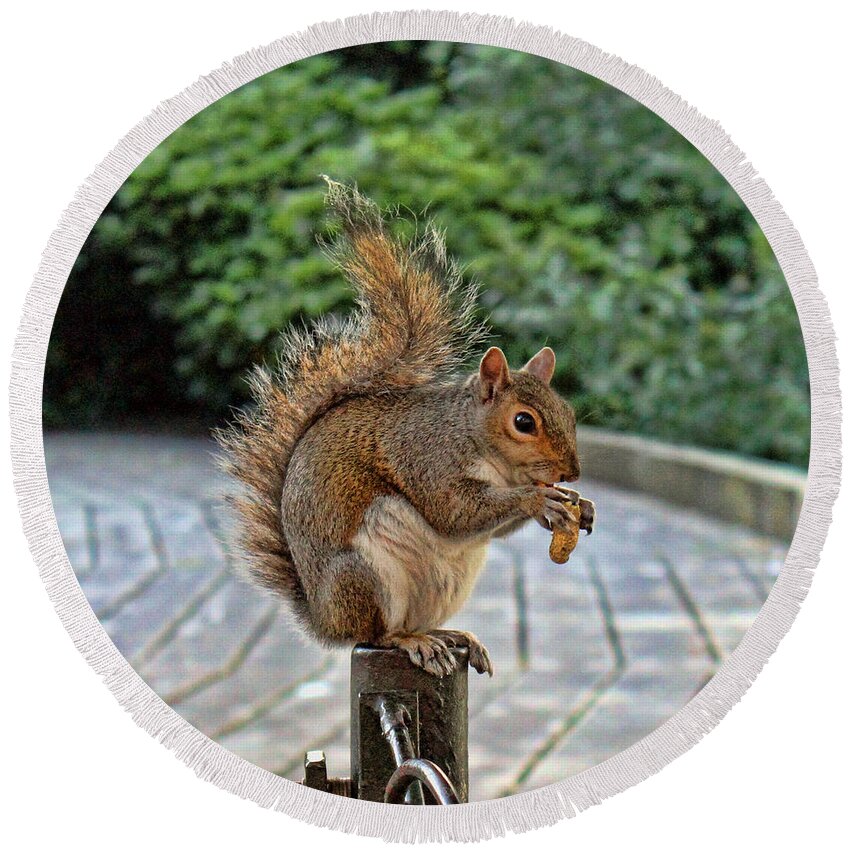 Squirrel Round Beach Towel featuring the photograph Peanuts for lunch by Jasna Buncic