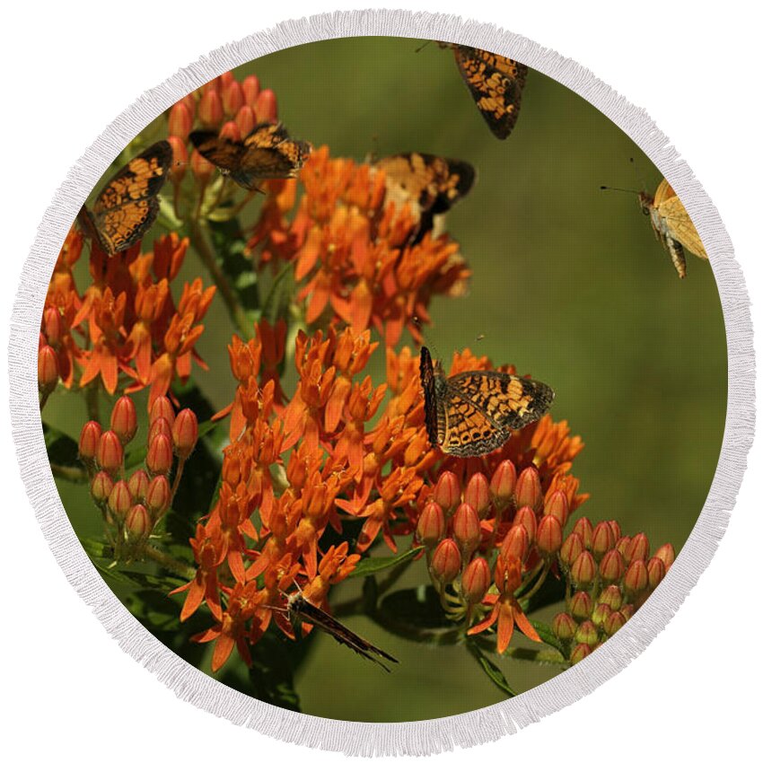 Pearly Crescentpot Butterfly Round Beach Towel featuring the photograph Pearly Crescentpot Butterflies Landing On Butterfly Milkweed by Daniel Reed