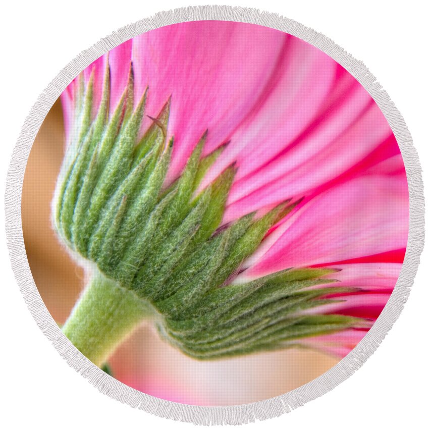 Abstract Round Beach Towel featuring the photograph Pink Gerbera by Stelios Kleanthous