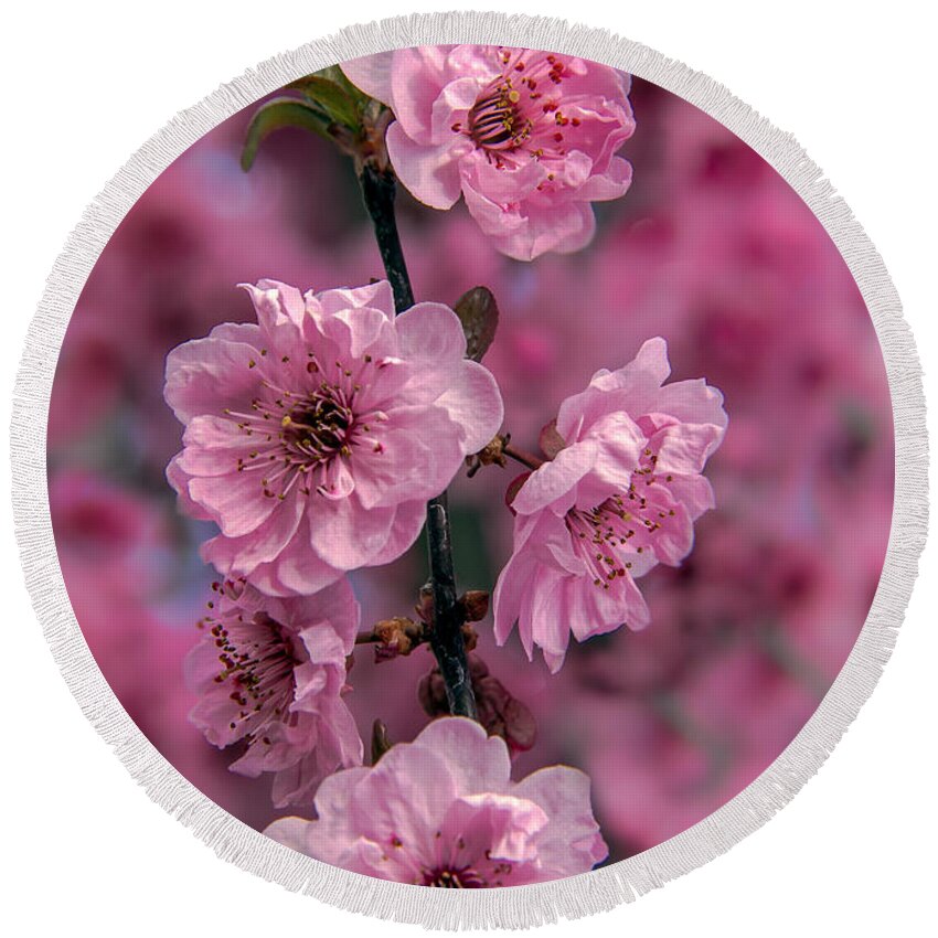 Blooms Round Beach Towel featuring the photograph Pink on Pink by Robert Bales
