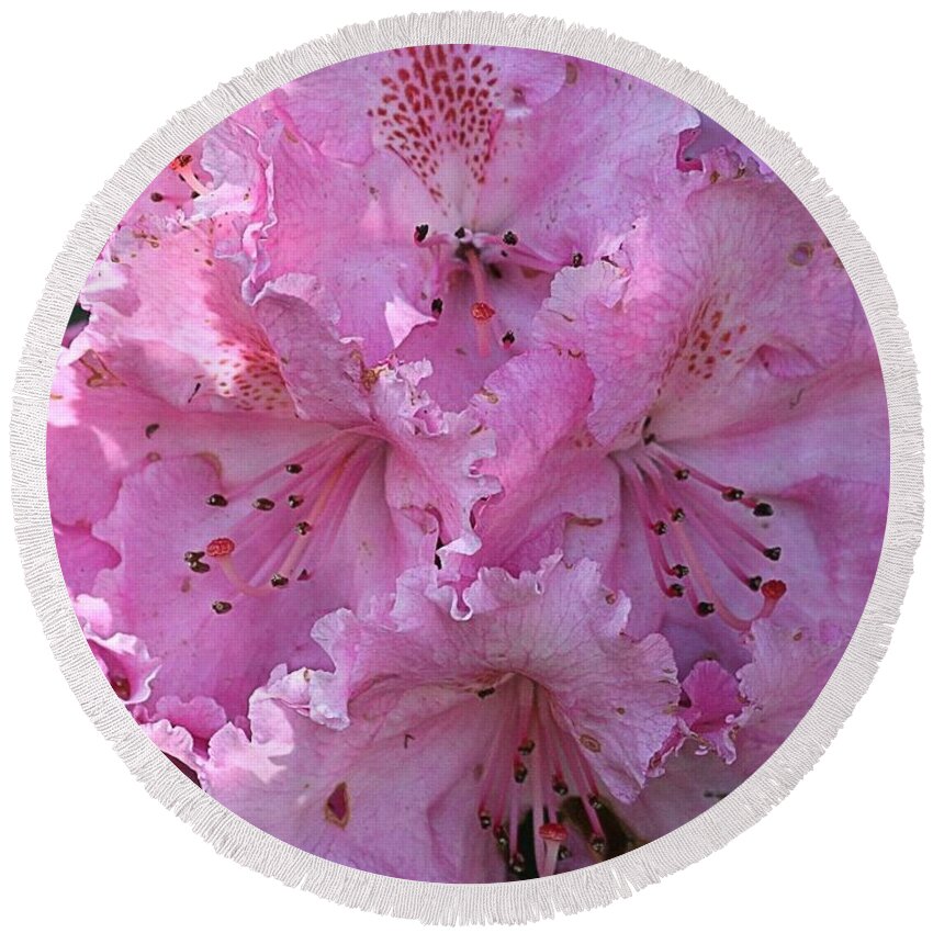 Rhodie Round Beach Towel featuring the photograph Pink Rhododendrons by Chriss Pagani