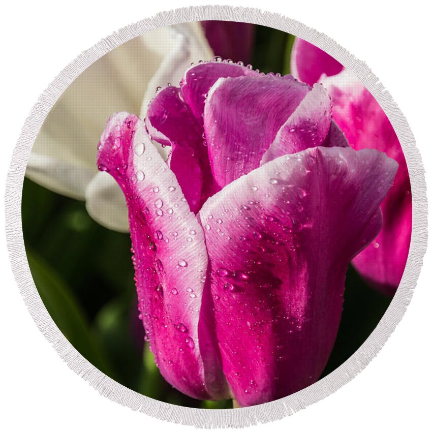 Tulip Round Beach Towel featuring the photograph Pink Tulip by David Gleeson