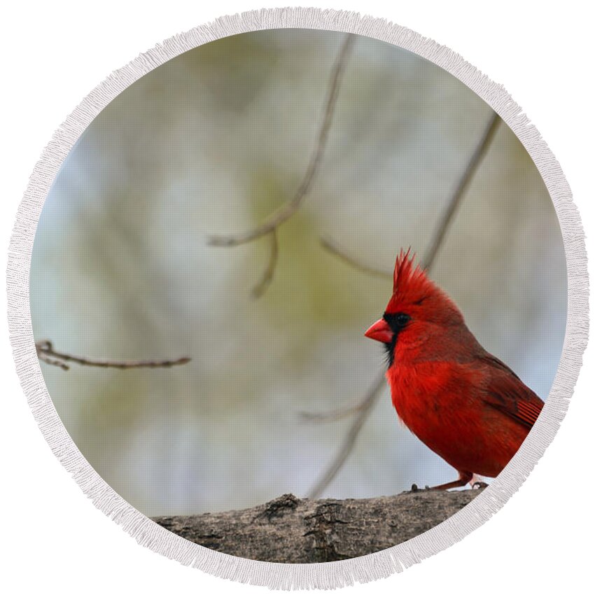 Cardinal Round Beach Towel featuring the photograph Pop of Color by Lori Tambakis