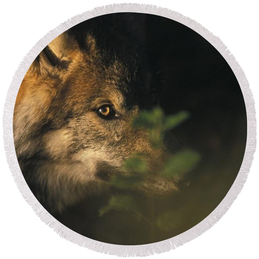 Wild Round Beach Towel featuring the photograph Portrait of a Wolf looking through leaves by Ulrich Kunst And Bettina Scheidulin