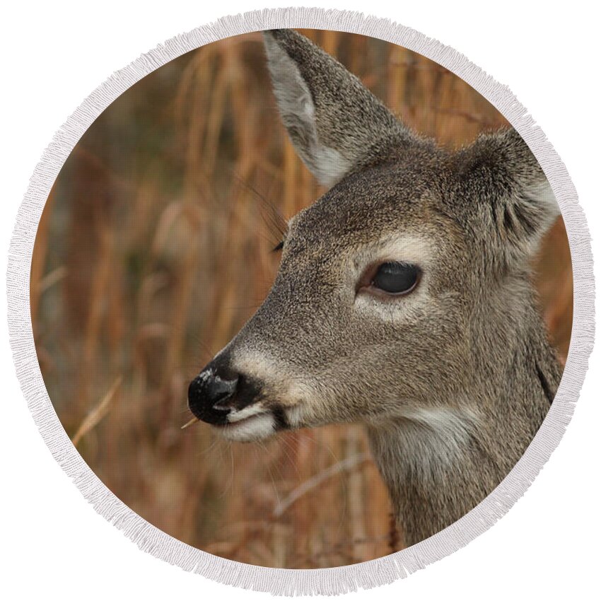 Odocoileus Virginanus Round Beach Towel featuring the photograph Portrait Of Browsing Deer by Daniel Reed