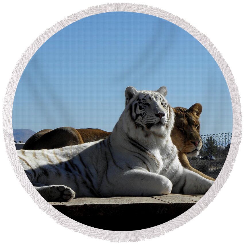 Tiger Round Beach Towel featuring the photograph Posing by Kim Galluzzo