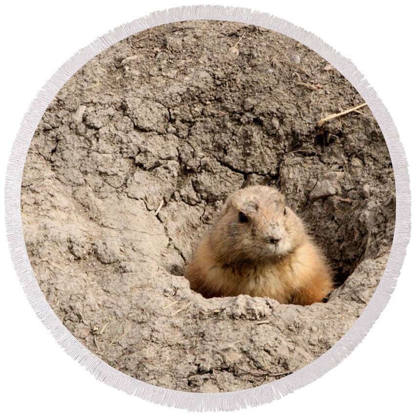 Animal Round Beach Towel featuring the photograph Prairie Dog by Mary Mikawoz