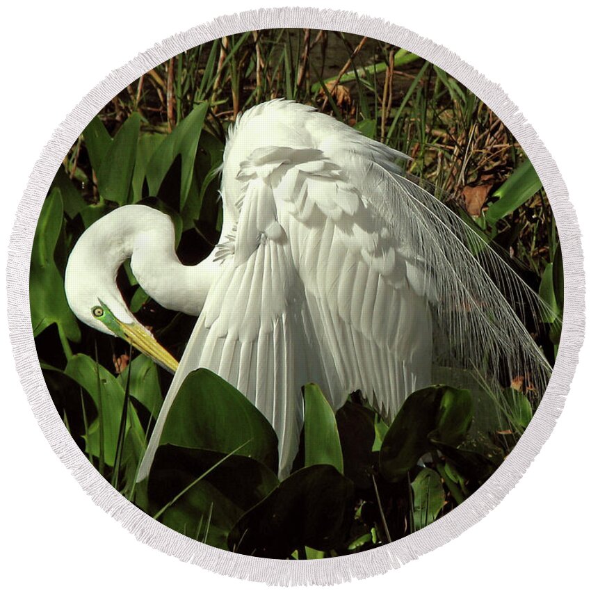 Nature Round Beach Towel featuring the photograph Preening Egret by Peggy Urban