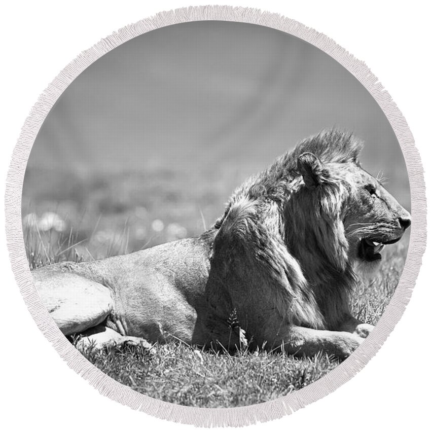 Africa Round Beach Towel featuring the photograph Pride in Black and White by Sebastian Musial