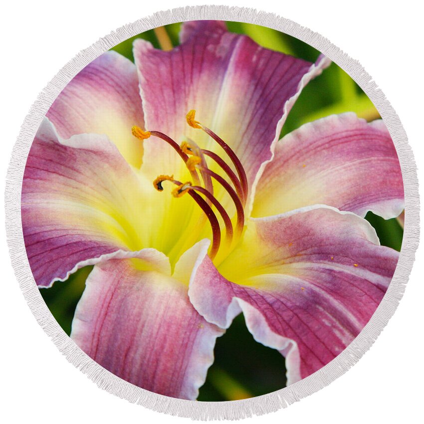Floral Round Beach Towel featuring the photograph Purple and Yellow Lily by Donna Corless