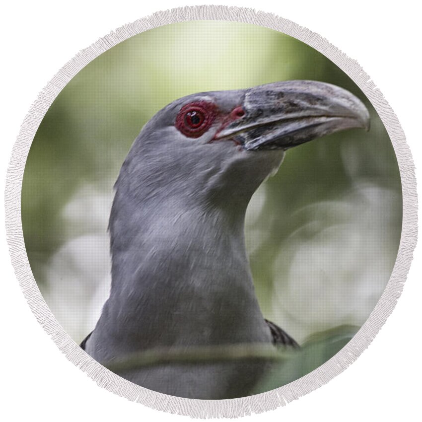 Channel Billed Cuckoo Round Beach Towel featuring the photograph Red Eye by Douglas Barnard