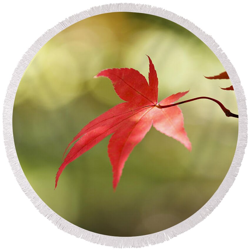 Japanese Round Beach Towel featuring the photograph Red leaf. by Clare Bambers