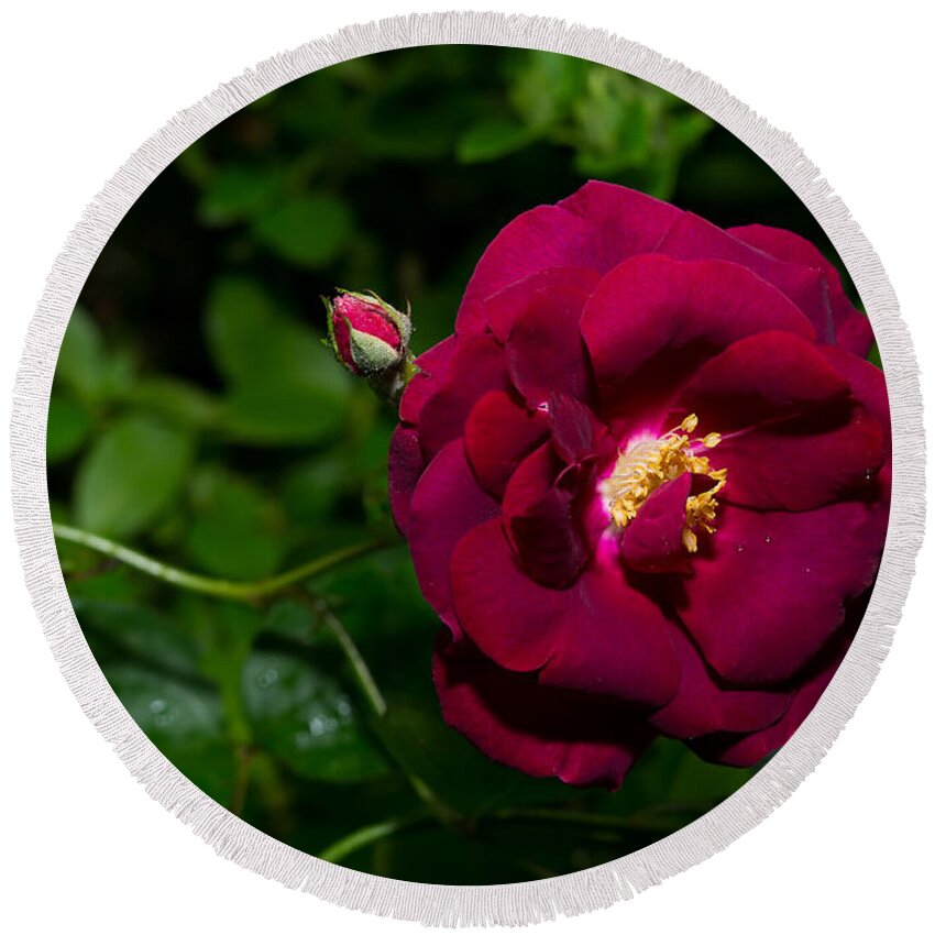 Da L 35 2.4 Round Beach Towel featuring the photograph Red Rose in the Wild by Lori Coleman