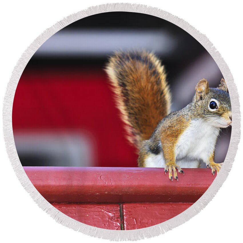 Squirrel Round Beach Towel featuring the photograph Red squirrel on railing 3 by Elena Elisseeva