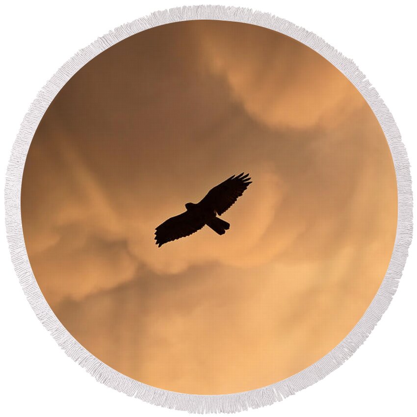 Red-tailed Hawk Round Beach Towel featuring the photograph Red-tailed Hawk in flight in Saskatchewan by Mark Duffy