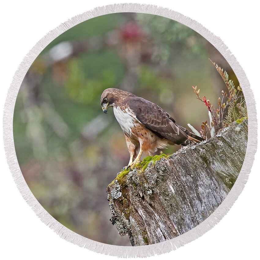 Bird Round Beach Towel featuring the photograph Red-tailed Hawk by Jean-Luc Baron
