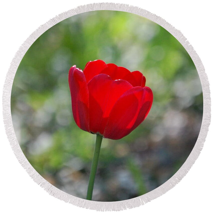Red Tulip Round Beach Towel featuring the photograph Only but a Single Tulip by Susan Stevens Crosby