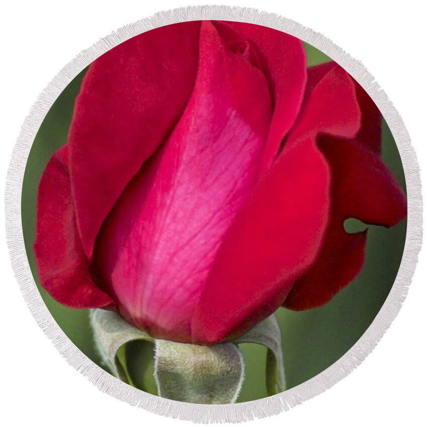Rose Round Beach Towel featuring the photograph Rose Flower Series 1 by Heiko Koehrer-Wagner