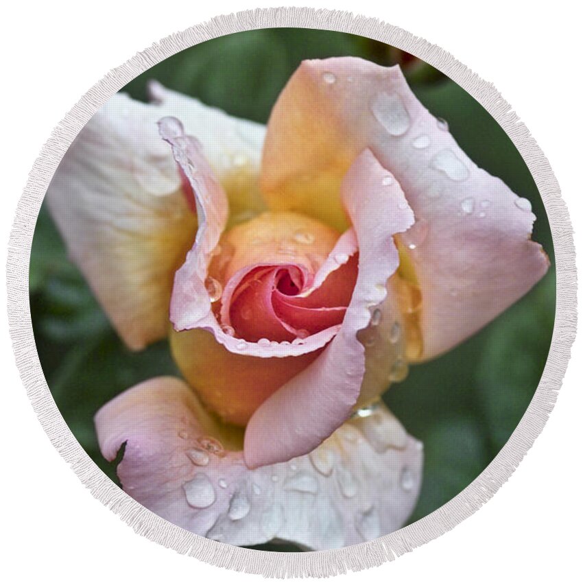 Rose Round Beach Towel featuring the photograph Rose Flower Series 11 by Heiko Koehrer-Wagner