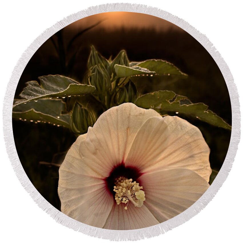 2011 Round Beach Towel featuring the photograph Rose Mallow by Robert Charity