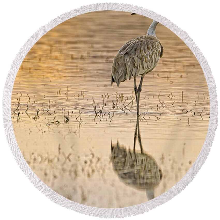 Sandhill Round Beach Towel featuring the photograph Sandhill Crane Strolling by Fred J Lord