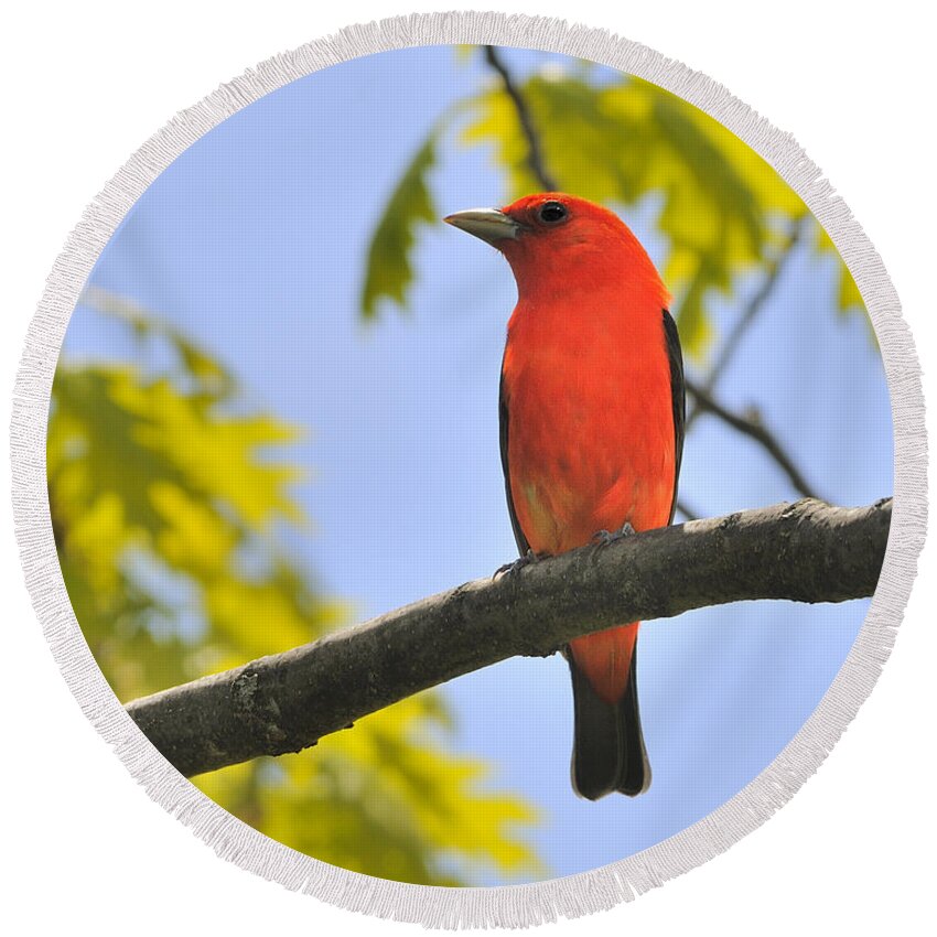 Scarlet Tanager Round Beach Towel featuring the photograph Scarlet Tanager by Tony Beck