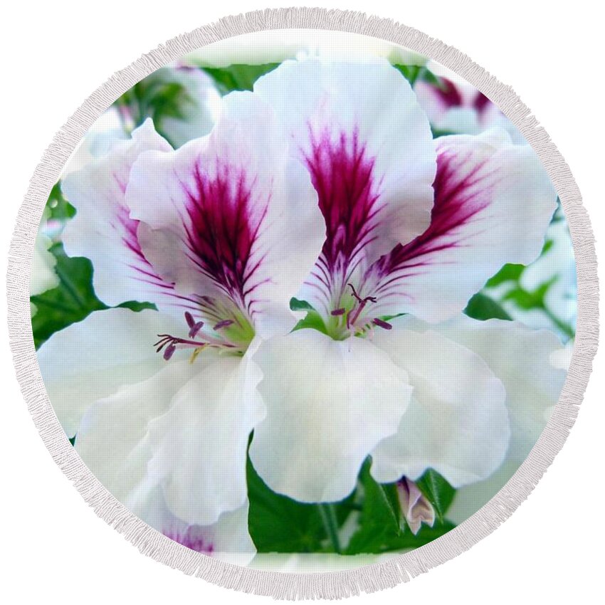 Scented Geraniums Round Beach Towel featuring the photograph Scented Geraniums 2 by Will Borden