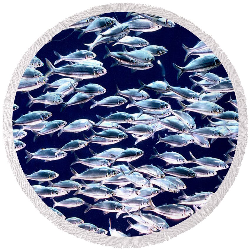 Horizontal Round Beach Towel featuring the photograph School of Threadfin Shad by Tom McHugh and Photo Researchers