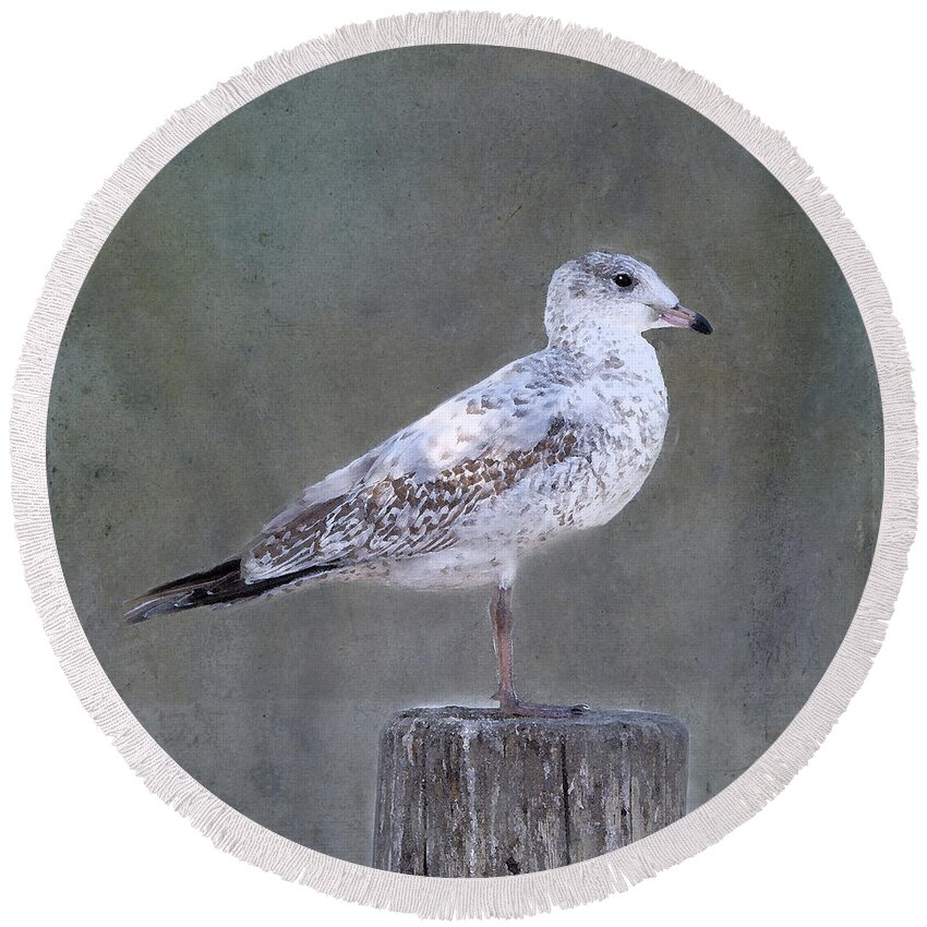 Seagull Round Beach Towel featuring the photograph Seagull by Betty LaRue
