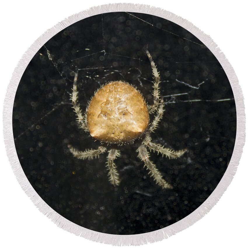 Jewel Spider Round Beach Towel featuring the photograph September Brilliance by Donna L Munro