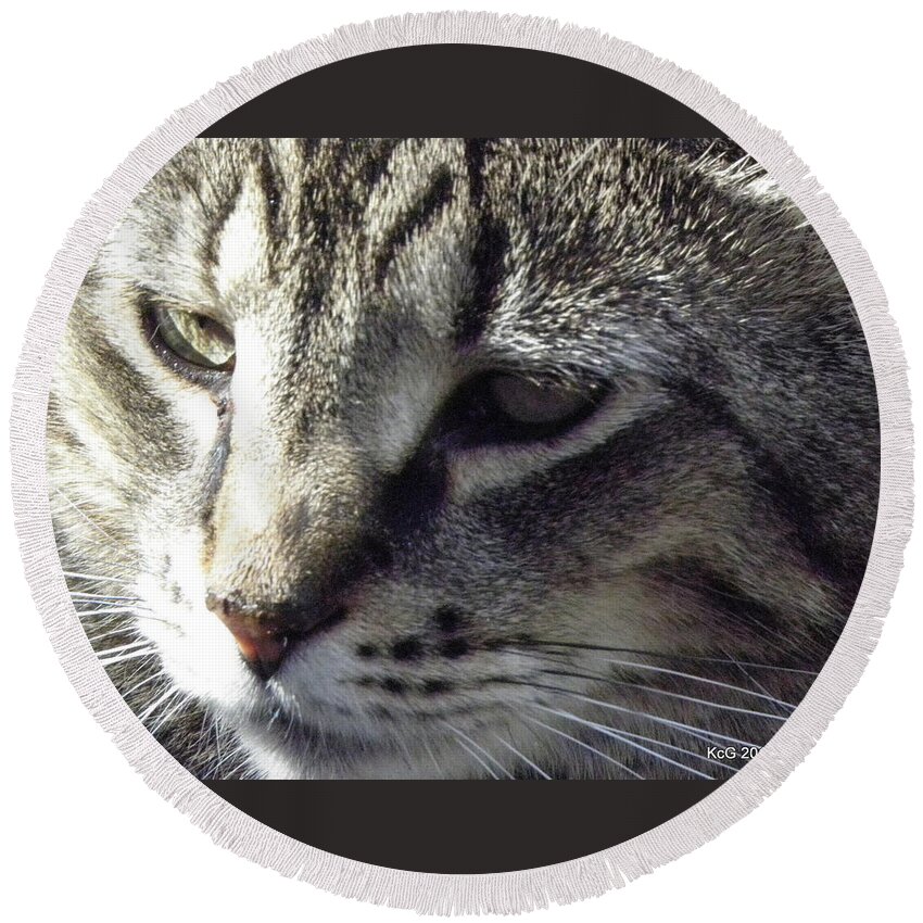Cat Round Beach Towel featuring the photograph Serious by Kim Galluzzo