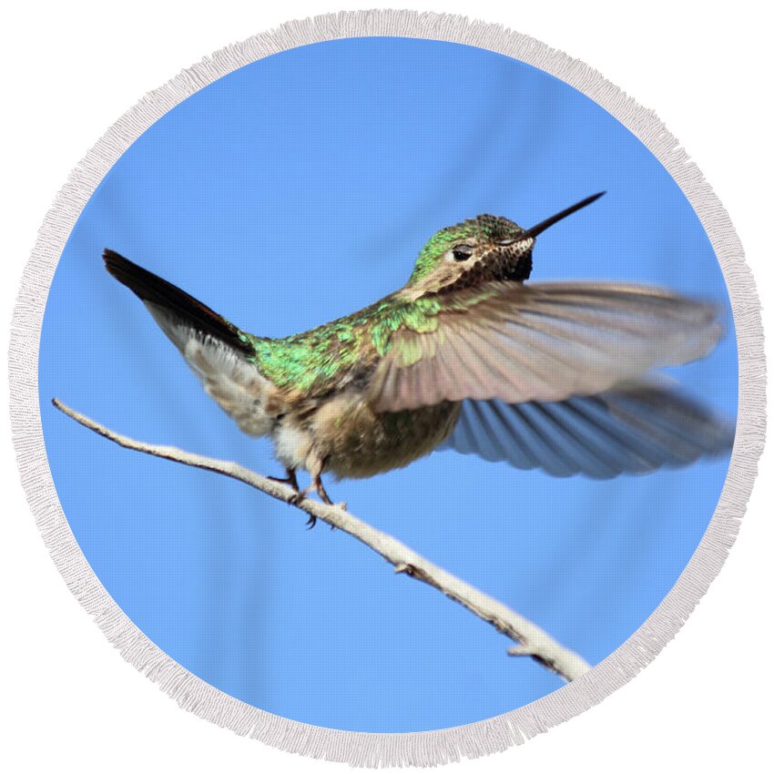 Hummingbird Round Beach Towel featuring the photograph Showing My Beauty by Shane Bechler