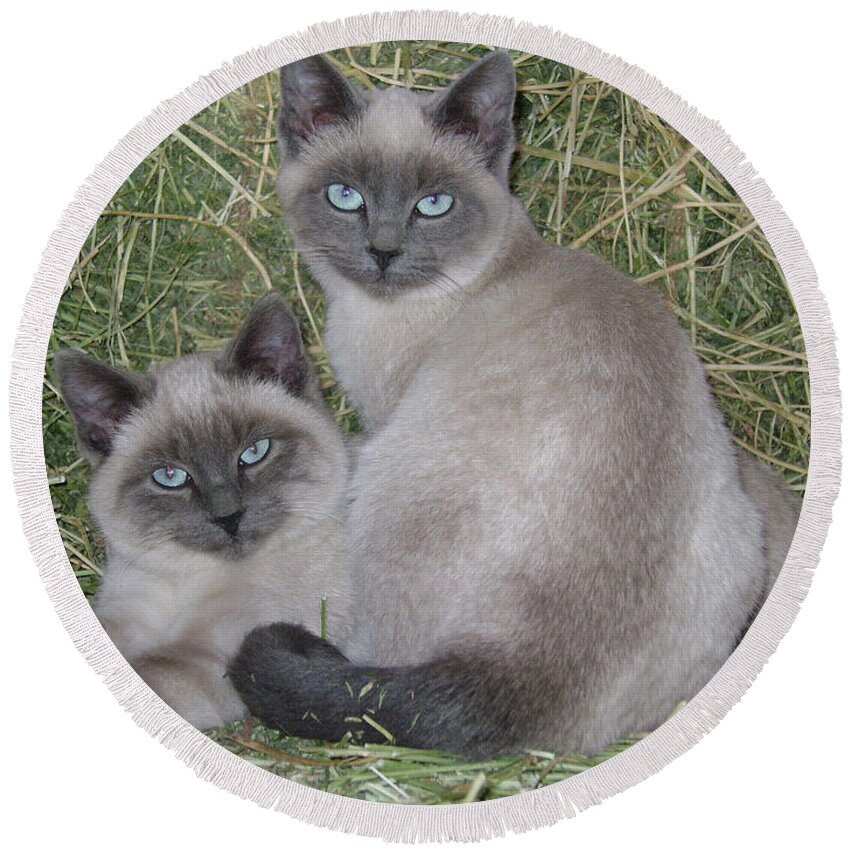 Cat Round Beach Towel featuring the photograph Siamese Haystack by Charles and Melisa Morrison