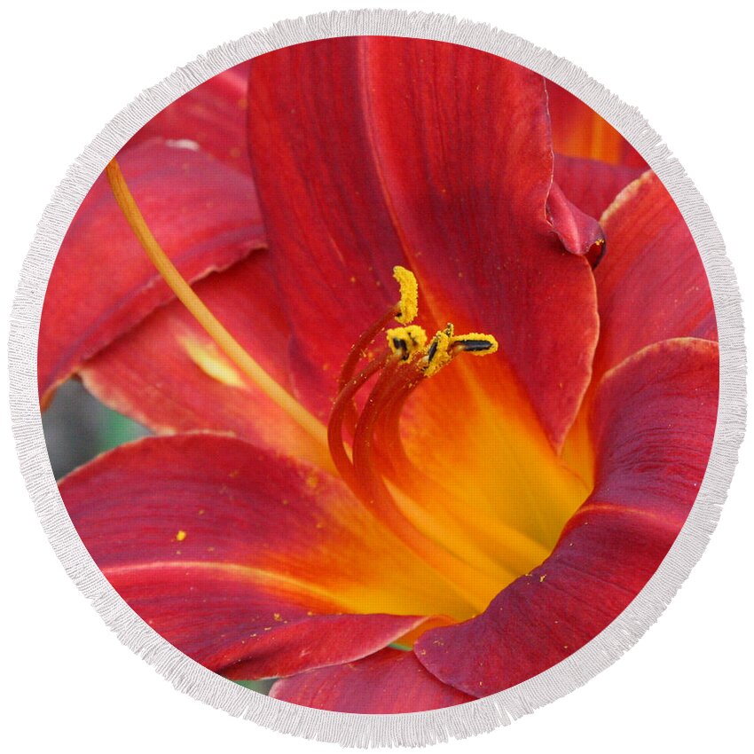 Floral Round Beach Towel featuring the photograph Single Red Lily 2 by Donna Corless