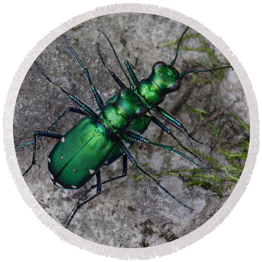 Cicindela Sexguttata Round Beach Towel featuring the photograph Six-Spotted Tiger Beetles Copulating by Daniel Reed