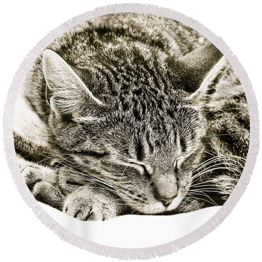 Alive Round Beach Towel featuring the photograph Sleeping cat by Tom Gowanlock
