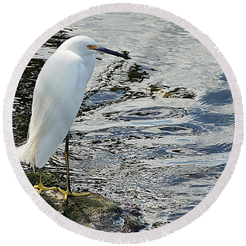 Snowy Round Beach Towel featuring the photograph Snowy Egret 2 by Joe Faherty
