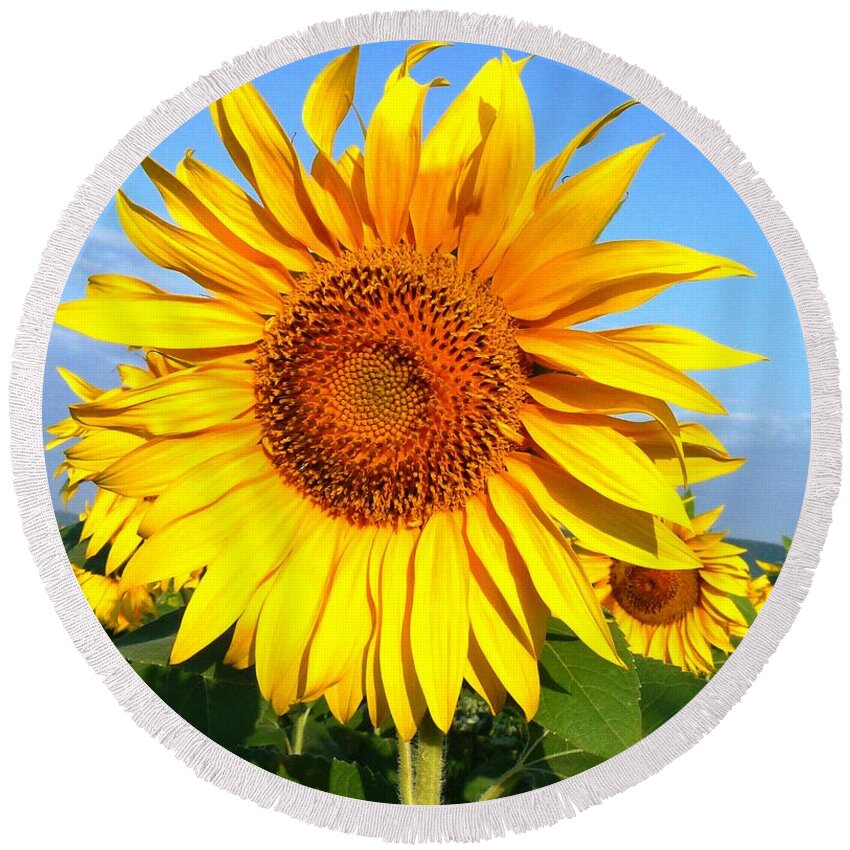 Sunflower Round Beach Towel featuring the photograph So proud in the sun by Amalia Suruceanu